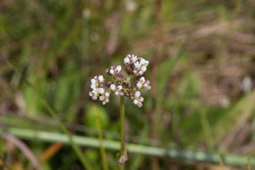 Mitreola angustifolia #1